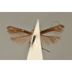 /filer/webapps/moths_gc/media/images/P/poliocephala_Acrocercops_HT_ANIC31-010816_ventral.jpg