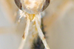 Cuphodes maculosa