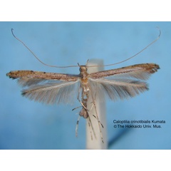 /filer/webapps/moths_gc/media/images/C/crinotibialis_Caloptilia_HT_EIHU.jpg