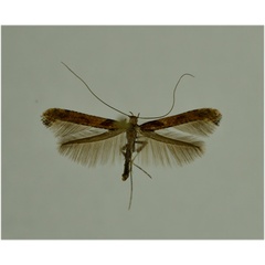 /filer/webapps/moths_gc/media/images/F/falconipennella_Caloptilia_A_NHMO.jpg