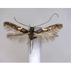 /filer/webapps/moths_gc/media/images/B/bicolor_Caloptilia_A_EIHU.jpg