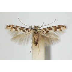 /filer/webapps/moths_gc/media/images/P/populifoliella_Phyllonorycter_A_ZSM_4.jpg