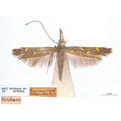 /filer/webapps/moths_gc/media/images/O/octopunctata_Caloptilia_ST_ANIC.jpg