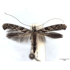 /filer/webapps/moths_gc/media/images/C/cuculipennella_Caloptilia_A_WJDP.jpg