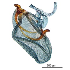 /filer/webapps/moths_gc/media/images/P/panconita_Murwillumba_AF_A14_GF_corpus-bursae_De-Prins-et-al_2026_300.jpg