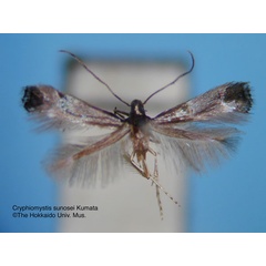 /filer/webapps/moths_gc/media/images/S/sunosei_Cryphiomystis_HT_EIHU.jpg