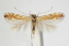 Phyllonorycter cerris