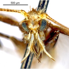 /filer/webapps/moths_gc/media/images/C/crotonella_Diphtheroptila_PT12_head1_ANIC.jpg