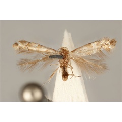/filer/webapps/moths_gc/media/images/E/enchalcoa_Phyllonorycter_ST_ANIC31-075608_dorsal.jpg