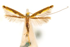 Cuphodes pandoxa
