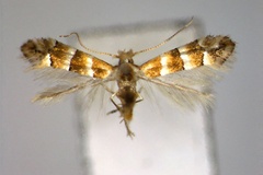 Phyllonorycter bifurcata