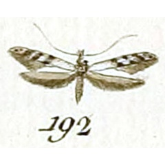 /filer/webapps/moths_gc/media/images/C/cuculipennella_Tinea_HT_Huebner_28-192.jpg