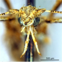 /filer/webapps/moths_gc/media/images/P/panconita_Murwillumba_AF_A14_head-1_De-Prins-et-al_2026_299.jpg