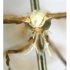 /filer/webapps/moths_gc/media/images/B/breynella_Diphtheroptila_PT3_head1_ANIC.jpg