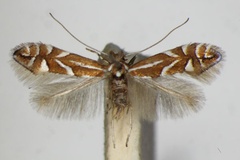 Phyllonorycter cerasicolella