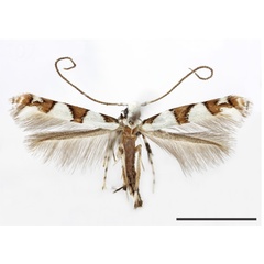 /filer/webapps/moths_gc/media/images/I/ipomoeae_Acrocercops_HT_USNM.jpg