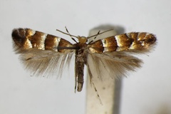 Phyllonorycter froelichiella