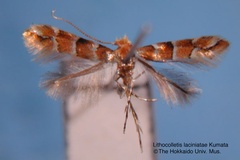 Phyllonorycter laciniatae