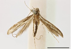 /filer/webapps/moths_gc/media/images/H/heptametra_Parectopa_ST_1408749_BMNH.jpg