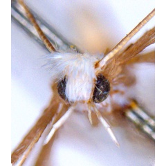 /filer/webapps/moths_gc/media/images/T/trigonophora_Epicephala_PLT3_head_ANIC.jpg