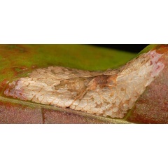 /filer/webapps/moths_gc/media/images/D/diversella_Phyllonorycter_mine1_Eiseman_2025_1855.jpg