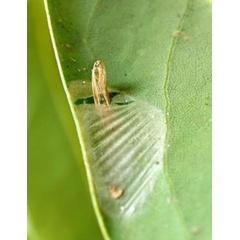 /filer/webapps/moths_gc/media/images/S/sinensis_Conopomorpha_pupa7_Siraj-etal_2026_175.jpg