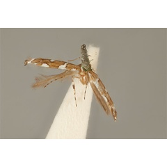 /filer/webapps/moths_gc/media/images/A/albomaculella_Acrocercops_HT_ANIC31-010813_dorsal.jpg