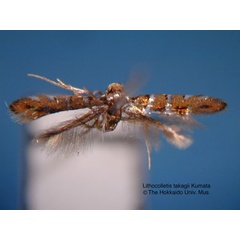 /filer/webapps/moths_gc/media/images/T/takagii_Phyllonorycter_HT_EIHU.jpg