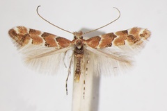 Phyllonorycter cephalariae