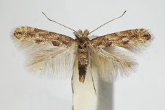 Phyllonorycter pastorella