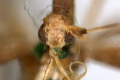 Acrocercops obscurella