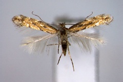 Phyllonorycter carpini