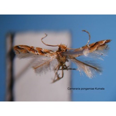 /filer/webapps/moths_gc/media/images/P/pongamiae_Cameraria_HT_EIHU.jpg