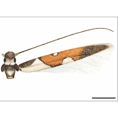 /filer/webapps/moths_gc/media/images/P/paraguayensis_Eucosmophora_HT_USNM.jpg