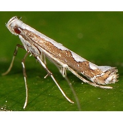 /filer/webapps/moths_gc/media/images/S/scalariella_Dialectica_A_PathPiva.jpg