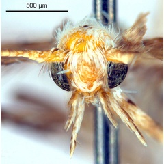/filer/webapps/moths_gc/media/images/X/xerocarpa_Epicephala_HT_head1_ANIC.jpg
