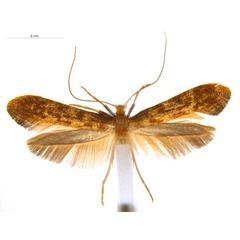 /filer/webapps/moths_gc/media/images/M/myopora_Kallia_PT_A68_ANIC.jpg
