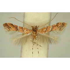 /filer/webapps/moths_gc/media/images/H/hexalobina_Cameraria_HT_TMSA6364.jpg