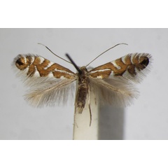 /filer/webapps/moths_gc/media/images/S/strigulatella_Phyllonorycter_A_ZSM_6.jpg