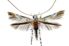 Cuphodes drypette