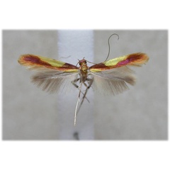 /filer/webapps/moths_gc/media/images/C/conimbricensis_Caloptilia_HT_BMNH.jpg