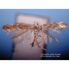 /filer/webapps/moths_gc/media/images/C/carpini_Phyllonorycter_HT_EIHU.jpg