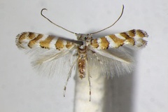 /filer/webapps/moths_gc/media/images/C/cupediella_Cupedia_A_ZSM_5.jpg