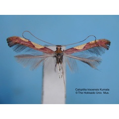 /filer/webapps/moths_gc/media/images/K/kisoensis_Caloptilia_HT_EIHU.jpg