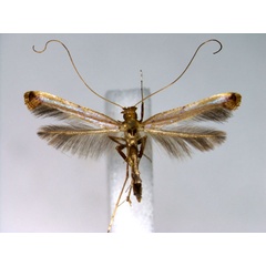 /filer/webapps/moths_gc/media/images/I/iselaea_Caloptilia_A_EIHU.jpg