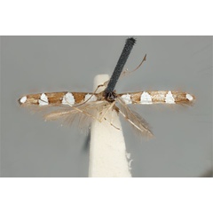 /filer/webapps/moths_gc/media/images/A/aeglophanes_Acrocercops_HT_ANIC31-087243_dorsal.jpg