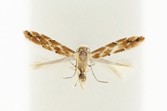 Phyllonorycter ulmi