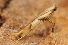Caloptilia honoratella