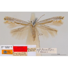 /filer/webapps/moths_gc/media/images/M/machaerophora_Aristaea_HT_ANIC.jpg