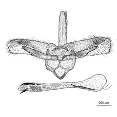 /filer/webapps/moths_gc/media/images/C/cramerella_Conopomorpha_GM_De-Prins-etal_2025_31.jpg